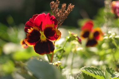 Cheerful arrangement of colorful pansy 