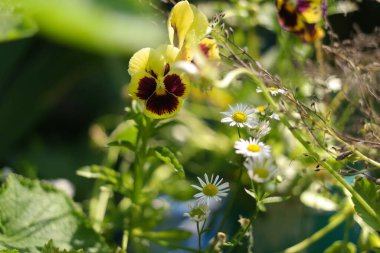 Cheerful arrangement of colorful pansy 