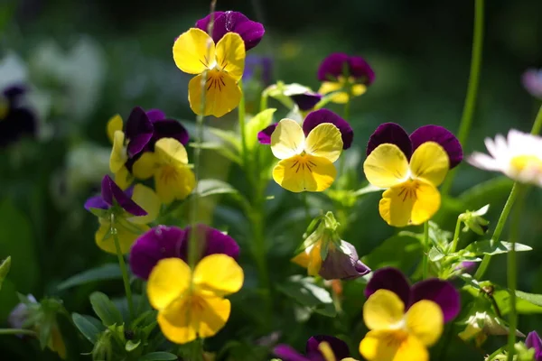 Cheerful Arrangement Colorful Pansy Faces Closeup Vibrant Pansy Blossoms Variety — Stockfoto