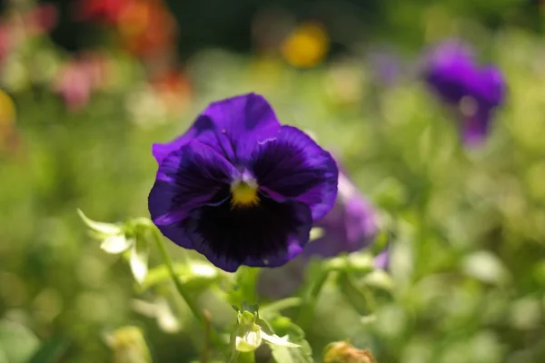 Cheerful Arrangement Colorful Pansy Faces Closeup Vibrant Pansy Blossoms Variety — 스톡 사진