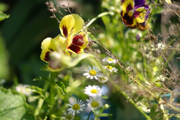 Cheerful Arrangement Colorful Pansy Faces Closeup Vibrant Pansy Blossoms Variety — Stockfoto