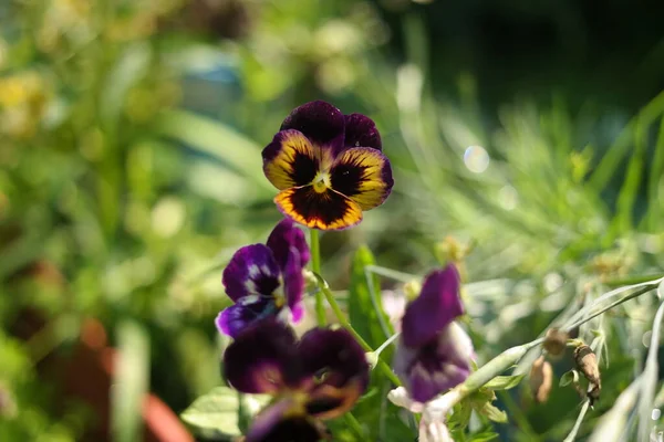 Cheerful Arrangement Colorful Pansy Faces Closeup Vibrant Pansy Blossoms Variety — 스톡 사진