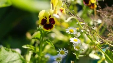 Cheerful arrangement of colorful pansy 