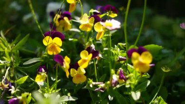 Cheerful arrangement of colorful pansy 