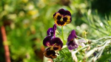 Cheerful arrangement of colorful pansy 