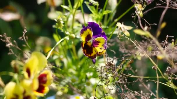 Cheerful Arrangement Colorful Pansy Faces Closeup Vibrant Pansy Blossoms Variety — Stockvideo