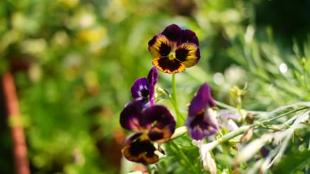 Cheerful Arrangement Colorful Pansy Faces Closeup Vibrant Pansy Blossoms Variety — Stok video