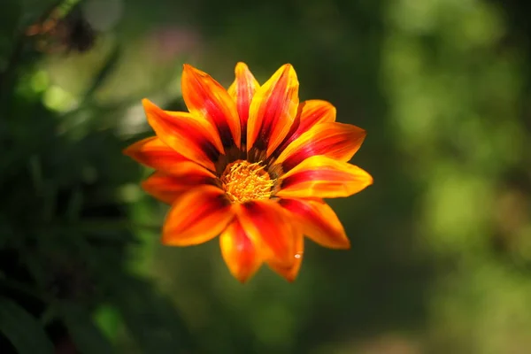 Big Orange Flower Summer Yellow Flower Orange Yellow Petals Very — Stock fotografie