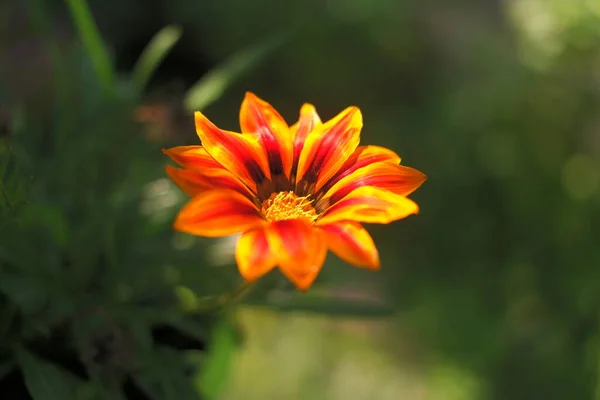 Big Orange Flower Summer Yellow Flower Orange Yellow Petals Very — 图库照片