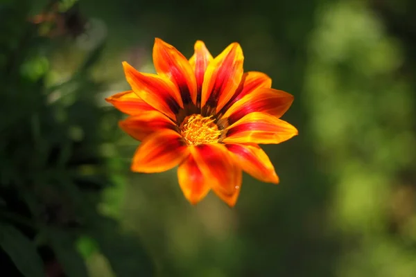 Big Orange Flower Summer Yellow Flower Orange Yellow Petals Very — Stock fotografie