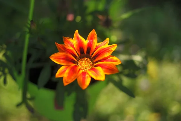 Big Orange Flower Summer Yellow Flower Orange Yellow Petals Very — Stock Photo, Image