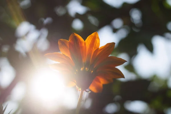 Big Orange Flower Summer Yellow Flower Orange Yellow Petals Very — Photo