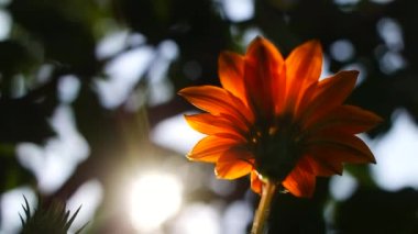 big orange flower. summer yellow flower. orange-yellow petals. very showy flower. close-up of a flower.