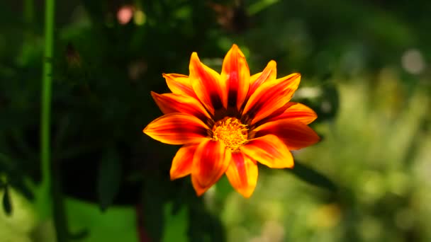 Big Orange Flower Summer Yellow Flower Orange Yellow Petals Very — Stock videók