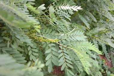 green branches in the wind. strong wind bends the trees. hurricane breaks branches. the wind shakes the leaves. acacia leaves. acacia tree.