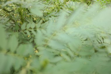 green branches in the wind. strong wind bends the trees. hurricane breaks branches. the wind shakes the leaves. acacia leaves. acacia tree.