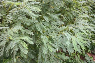 green branches in the wind. strong wind bends the trees. hurricane breaks branches. the wind shakes the leaves. acacia leaves. acacia tree.