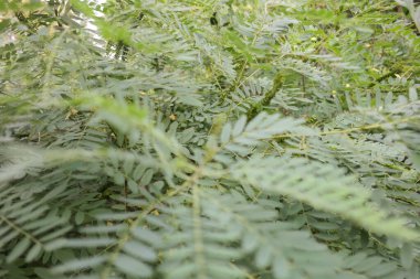 green branches in the wind. strong wind bends the trees. hurricane breaks branches. the wind shakes the leaves. acacia leaves. acacia tree.