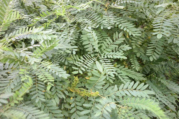 Green Branches Wind Strong Wind Bends Trees Hurricane Breaks Branches — Fotografia de Stock