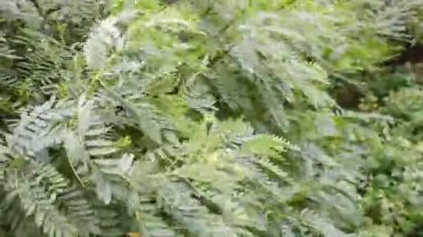 green branches in the wind. strong wind bends the trees. hurricane breaks branches. the wind shakes the leaves. acacia leaves. acacia tree.