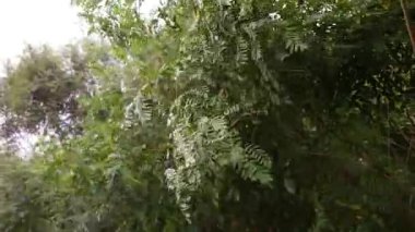 green branches in the wind. strong wind bends the trees. hurricane breaks branches. the wind shakes the leaves. acacia leaves. acacia tree.