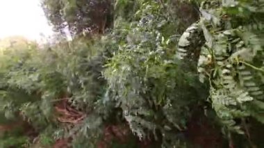 green branches in the wind. strong wind bends the trees. hurricane breaks branches. the wind shakes the leaves. acacia leaves. acacia tree.