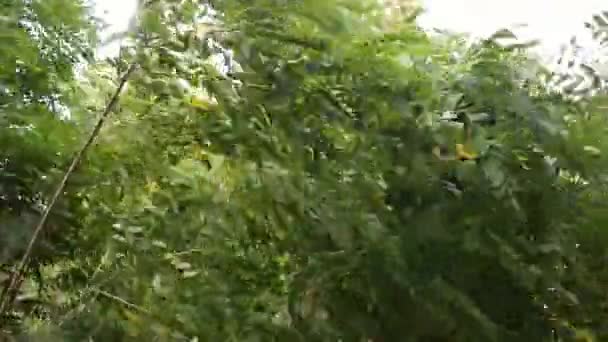 Green Branches Wind Strong Wind Bends Trees Hurricane Breaks Branches — Stock video