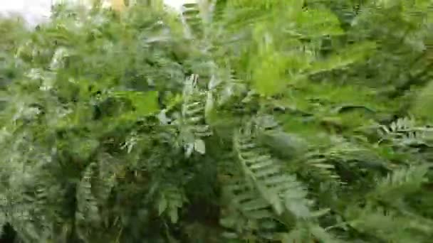 Green Branches Wind Strong Wind Bends Trees Hurricane Breaks Branches — Stockvideo