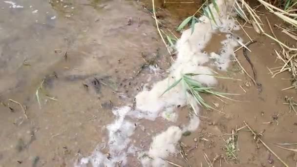 Sea Foam Foam Shore River Water Foam White Foam Sand — Vídeo de stock