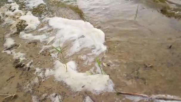 Sea Foam Foam Shore River Water Foam White Foam Sand — Vídeo de Stock