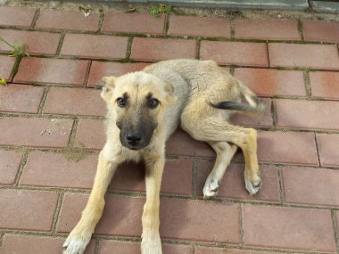 homeless dogs. mongrels. red dog. good sweet dog. little puppy. skinny dog. muzzle and eyes. the dog lies on the floor.