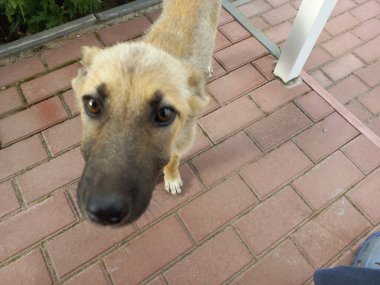 homeless dogs. mongrels. red dog. good sweet dog. little puppy. skinny dog. muzzle and eyes. the dog lies on the floor.