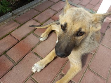 homeless dogs. mongrels. red dog. good sweet dog. little puppy. skinny dog. muzzle and eyes. the dog lies on the floor.