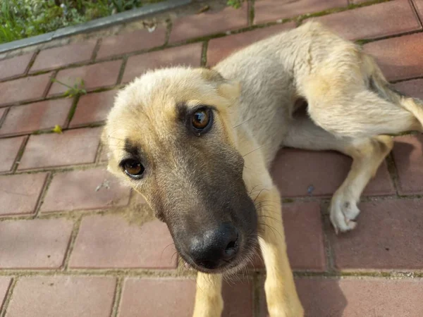 Homeless Dogs Mongrels Red Dog Good Sweet Dog Little Puppy — Stok fotoğraf