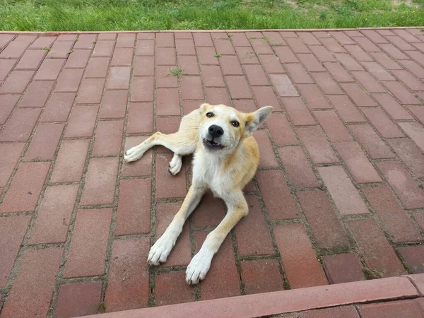 Безпритульні Собаки Монголи Червоний Собака Добрий Милий Собака Маленький Цуценя — стокове фото