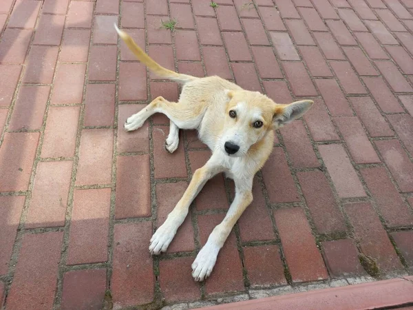 Homeless Dogs Mongrels Red Dog Good Sweet Dog Little Puppy — Foto Stock