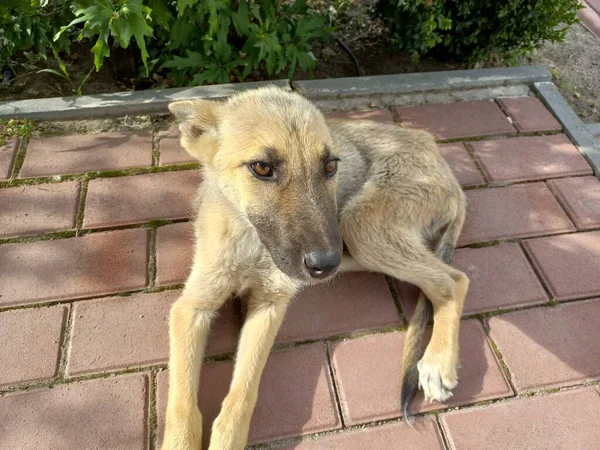 Homeless Dogs Mongrels Red Dog Good Sweet Dog Little Puppy — Foto Stock