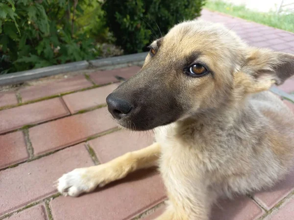 Homeless Dogs Mongrels Red Dog Good Sweet Dog Little Puppy — ストック写真