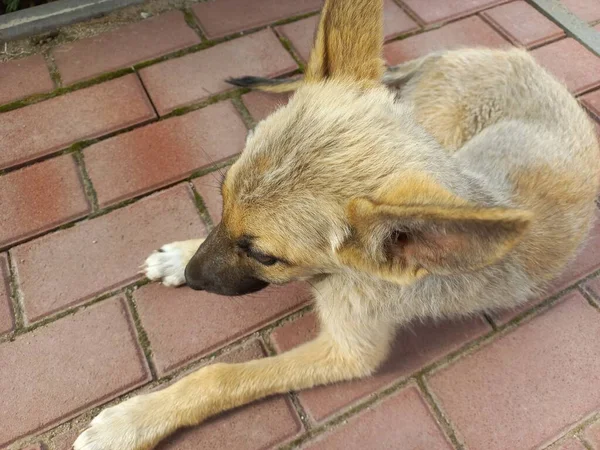 Homeless Dogs Mongrels Red Dog Good Sweet Dog Little Puppy — Stockfoto