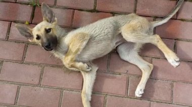 homeless dogs. mongrels. red dog. good sweet dog. little puppy. skinny dog. muzzle and eyes. the dog lies on the floor.
