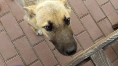 homeless dogs. mongrels. red dog. good sweet dog. little puppy. skinny dog. muzzle and eyes. the dog lies on the floor.