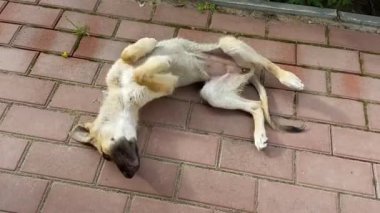 homeless dogs. mongrels. red dog. good sweet dog. little puppy. skinny dog. muzzle and eyes. the dog lies on the floor.