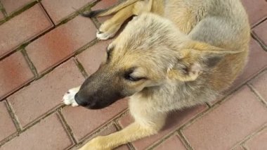 homeless dogs. mongrels. red dog. good sweet dog. little puppy. skinny dog. muzzle and eyes. the dog lies on the floor.