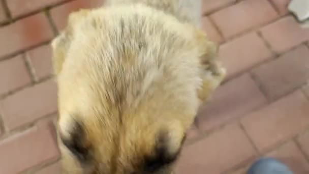 Homeless Dogs Mongrels Red Dog Good Sweet Dog Little Puppy — Stockvideo