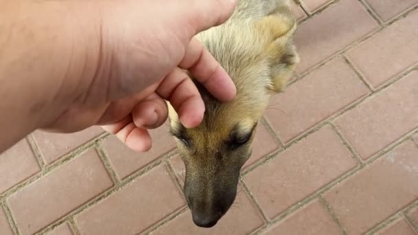 Άστεγα Σκυλιά Μονγκρέλ Κόκκινο Σκυλί Καλό Γλυκό Σκυλάκι Μικρό Κουτάβι — Αρχείο Βίντεο