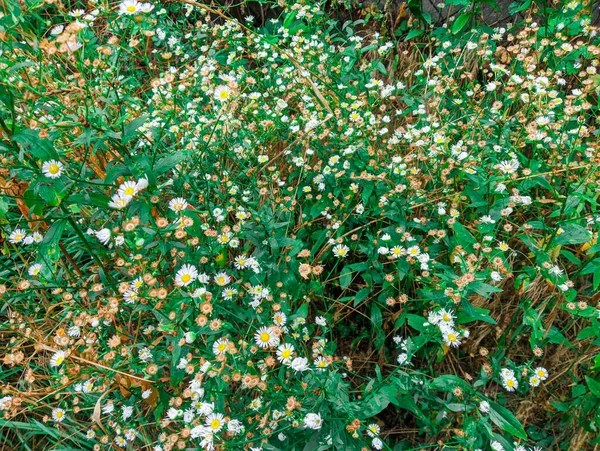 Small White Daisies Many White Daisies Chamomile Bush Many Small — Zdjęcie stockowe