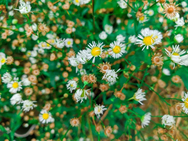 small white daisies. many white daisies. chamomile bush. Many small white daisies. Healing flowers bush. Medical chamomile in nature.natural plant texture of white wild daisy flowers