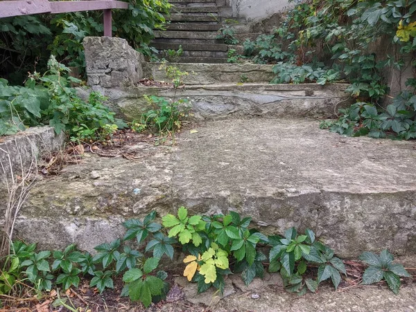 old concrete stairs. Granite stairs steps background - construction detail.Park landscape. Stone paved stairs in the park. Old stone stair case in the ancient temple with moss. stairs and grapes.