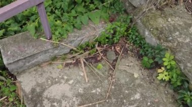 old concrete stairs. Granite stairs steps background - construction detail.Park landscape. Stone paved stairs in the park. Old stone stair case in the ancient temple with moss. stairs and grapes.