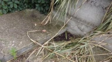 old concrete stairs. Granite stairs steps background - construction detail.Park landscape. Stone paved stairs in the park. Old stone stair case in the ancient temple with moss. stairs and grapes.